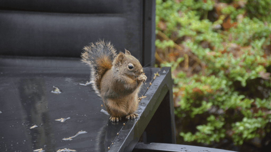 squirrel eating a nut while sitting on a black patio table